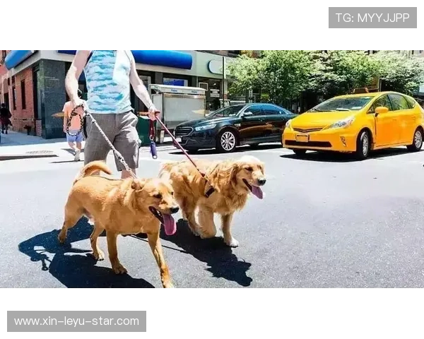 人墙规则：10码距离与故意干扰的判定标准